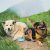Hydrapak Rover 500ml Dog Bowl