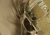 Crye Precision G3 Combat Shirt Multicam M
