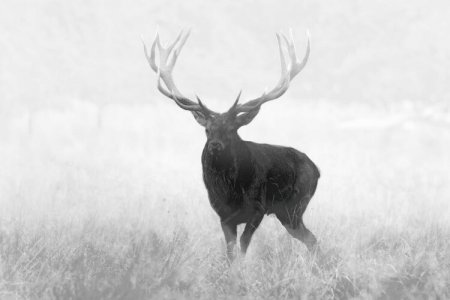 GPO SPECTRA TI35 THERMAL