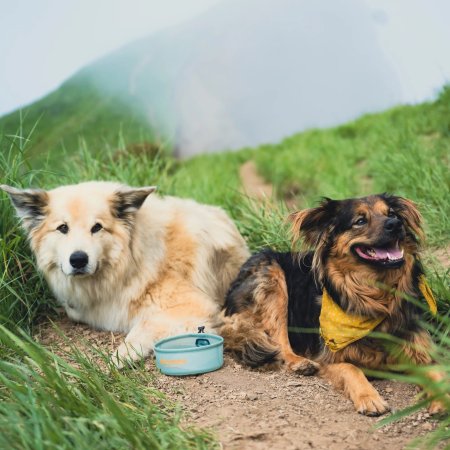 Hydrapak Rover 500ml Dog Bowl